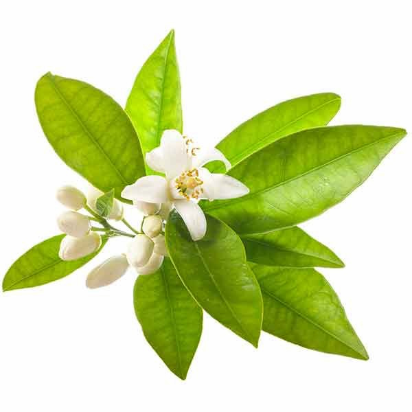 تصویر 4 از خرید و قیمت دمنوش بهارنارنج + فروش عمده